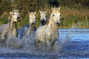 Images Dated 8th October 2006: Cheval camargue