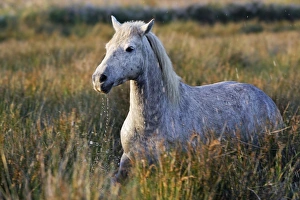 Images Dated 8th October 2006: Cheval camargue