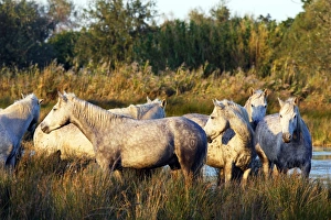 Images Dated 8th October 2006: Cheval camargue