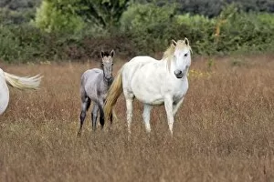Images Dated 8th October 2006: Cheval camargue