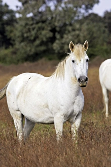 Images Dated 8th October 2006: Cheval camargue