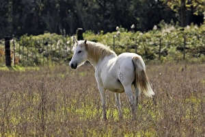 Images Dated 8th October 2006: Cheval camargue