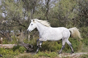 Images Dated 6th October 2006: Cheval camargue