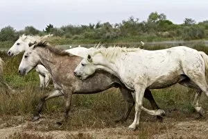 Images Dated 6th October 2006: Cheval camargue