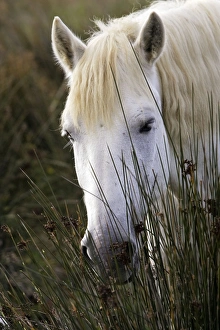 Images Dated 6th October 2006: Cheval camargue