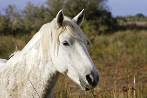Images Dated 6th October 2006: Cheval camargue