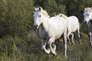 Images Dated 6th October 2006: Cheval camargue