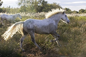 Images Dated 6th October 2006: Cheval camargue