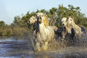 Images Dated 7th October 2006: Cheval camargue