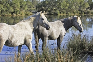 Images Dated 7th October 2006: Cheval camargue