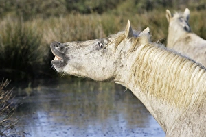 Images Dated 7th October 2006: Cheval camargue