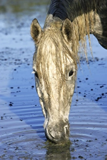 Images Dated 7th October 2006: Cheval camargue