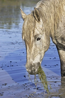 Images Dated 7th October 2006: Cheval camargue
