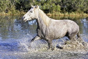 Images Dated 7th October 2006: Cheval camargue