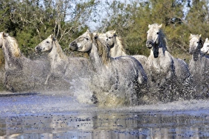 Images Dated 7th October 2006: Cheval camargue