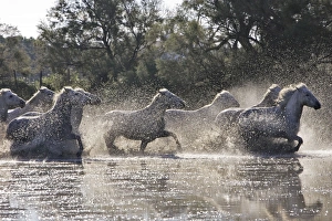Images Dated 7th October 2006: Cheval camargue