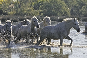 Images Dated 7th October 2006: Cheval camargue
