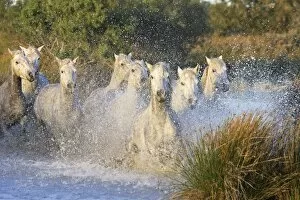 Images Dated 7th October 2006: Cheval camargue