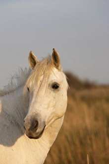 Images Dated 7th October 2006: Cheval camargue