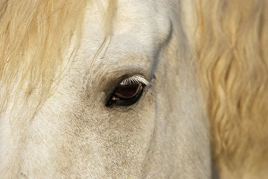 Images Dated 7th October 2006: Cheval camargue