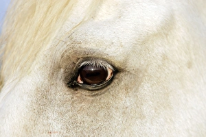 Images Dated 7th October 2006: Cheval camargue