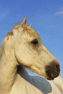 Images Dated 7th October 2006: Cheval camargue
