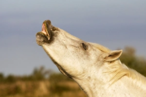 Images Dated 8th October 2006: Cheval camargue