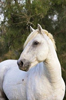 Images Dated 8th October 2006: Cheval camargue