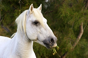 Images Dated 8th October 2006: Cheval camargue