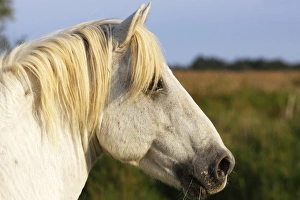 Images Dated 8th October 2006: Cheval camargue