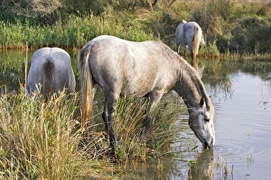 Images Dated 8th October 2006: Cheval camargue