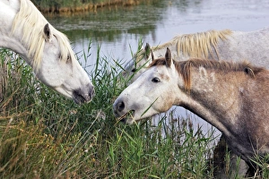 Images Dated 8th October 2006: Cheval camargue
