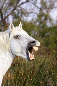 Images Dated 8th October 2006: Cheval camargue