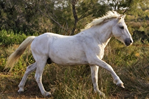Images Dated 8th October 2006: Cheval camargue