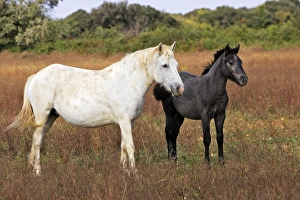Images Dated 8th October 2006: Cheval camargue