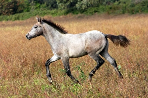 Images Dated 8th October 2006: Cheval camargue