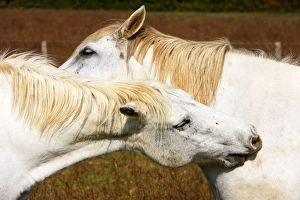 Images Dated 8th October 2006: Cheval camargue