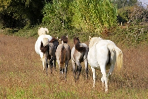 Images Dated 8th October 2006: Cheval camargue