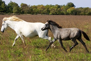Images Dated 8th October 2006: Cheval camargue