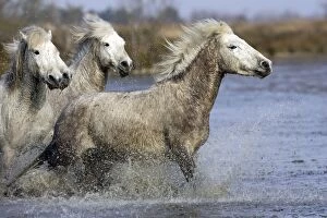 Images Dated 17th March 2007: Cheval camargue