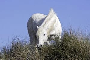 Images Dated 18th March 2007: Cheval camargue