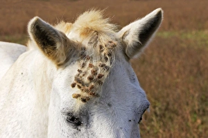 Images Dated 8th October 2006: Cheval camargue avec fruits de bardane