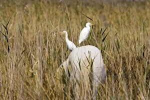 Images Dated 8th October 2006: cheval camargue et heron garde boeuf
