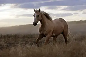 cheval de la race Quarter horse et/ou Paint des USA