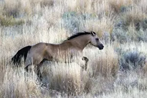 cheval de la race Quarter horse et/ou Paint des USA