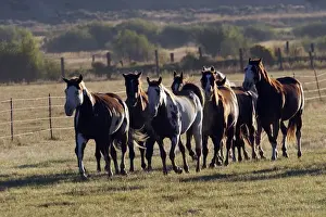cheval de la race Quarter horse et/ou Paint des USA