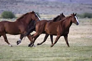 cheval de la race Quarter horse et/ou Paint des USA