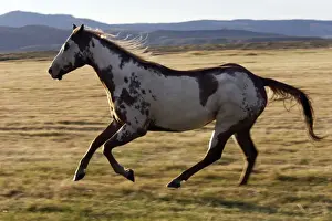 Horse Prints: cheval de la race Quarter horse et/ou Paint des USA