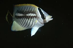 Images Dated 25th February 2008: Chevroned Butterflyfish