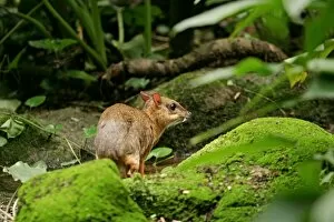 Images Dated 26th May 2005: Chevrotain / Lesser Mouse Deer